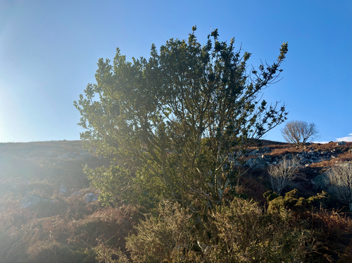 Ilex aquifolium