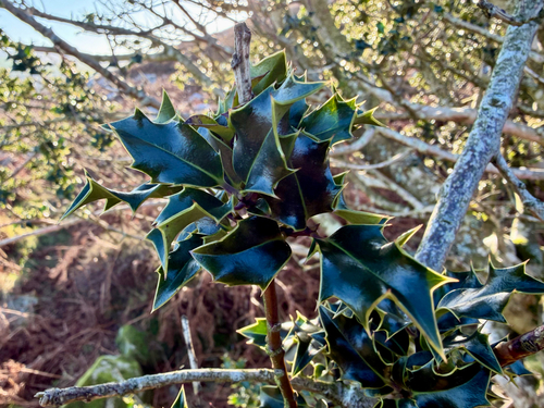 English Holly