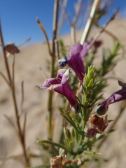 Penstemon thurberi