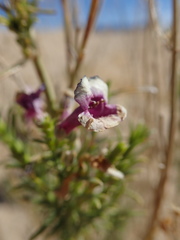 Penstemon thurberi