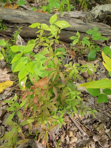 Bluntleaf Bedstraw (Galium obtusum)