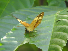 Cupha erymanthis lotis