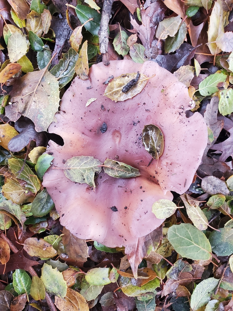 Collybia nuda · December 2025 · photo: © arlenedevitt (iNaturalist, cc-by)