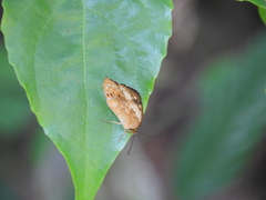 Cupha erymanthis lotis