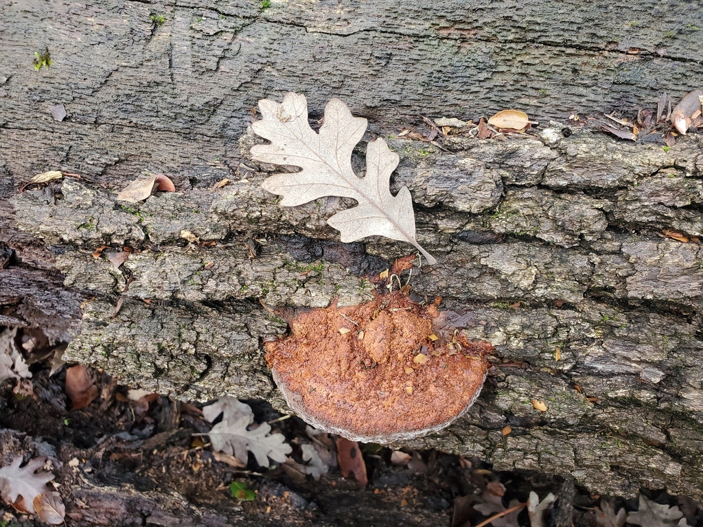 Fuscoporia gilva · December 2025 · photo: © arlenedevitt (iNaturalist, cc-by)