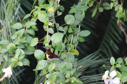 Purple-rumped Sunbird