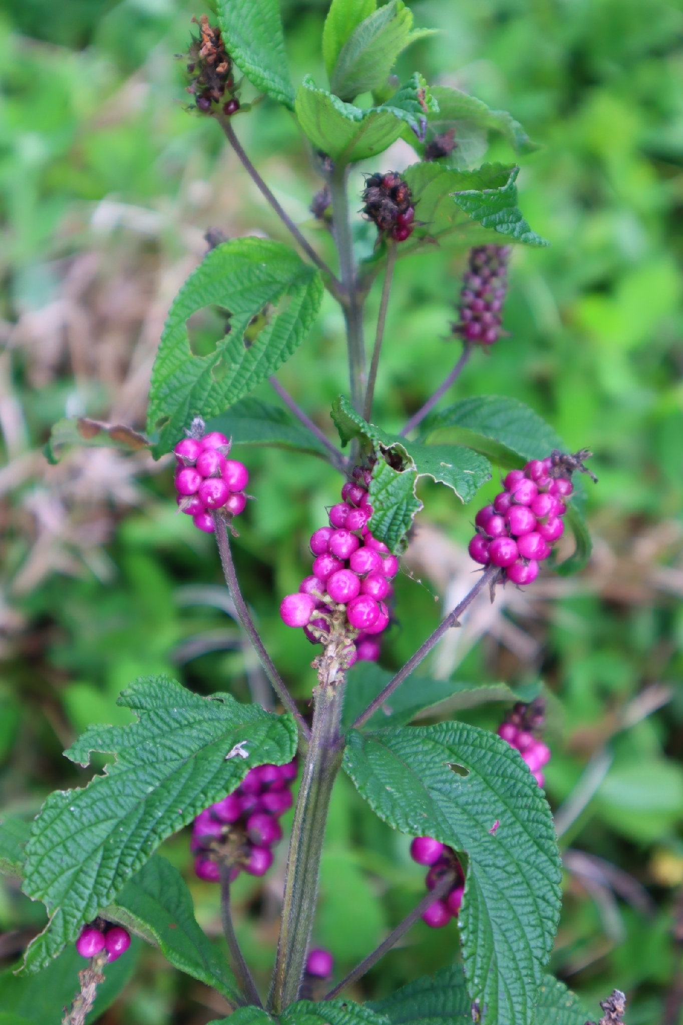 Lantana trifolia