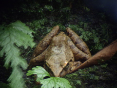 Limnonectes leporinus