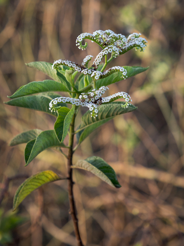 white haired tournefortia (Tournefortia pubescens)