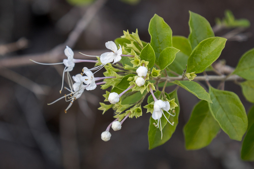 Volkameria mollis, photograph 3