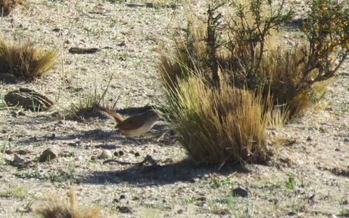Steinbach's Canastero (Pseudasthenes steinbachi), photo 3