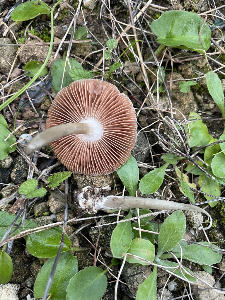 Volvopluteus gloiocephalus · December 2025 · photo: © mical (iNaturalist, cc-by)