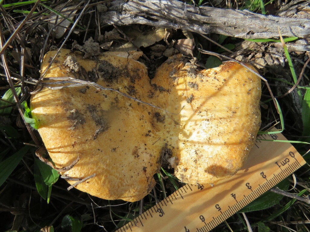 Lactarius alnicola · December 2025 · photo: © garth_harwood (iNaturalist, cc-by)