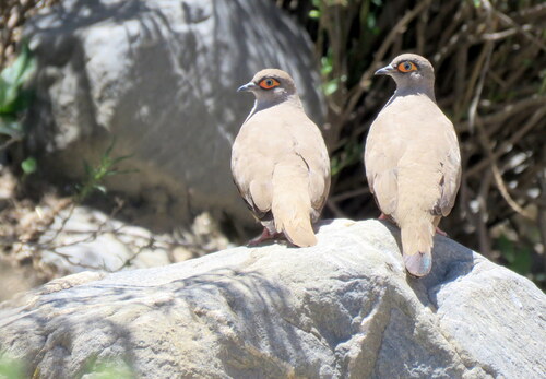 Moreno's Ground Dove (Metriopelia morenoi), photo 6
