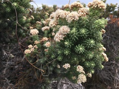 Ozothamnus reflexus