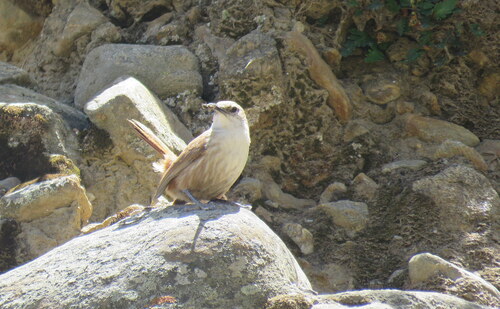 Straight-billed Earthcreeper (Ochetorhynchus ruficaudus), photo 6