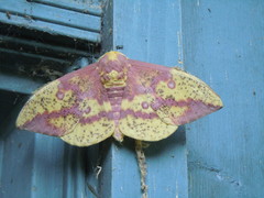 Eacles imperialis pini