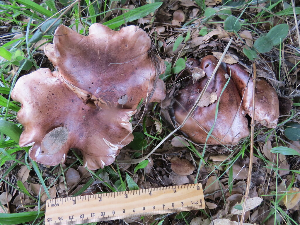 Tricholoma dryophilum · December 2025 · photo: © garth_harwood (iNaturalist, cc-by)