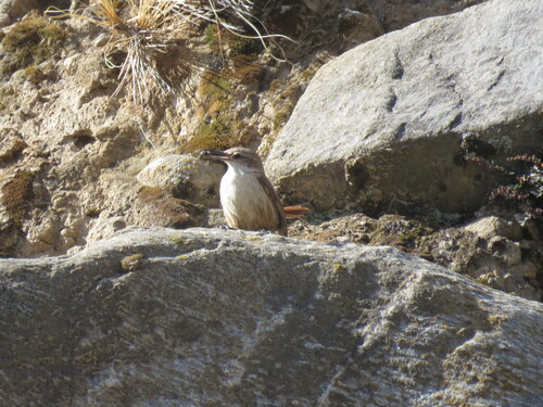 Straight-billed Earthcreeper (Ochetorhynchus ruficaudus), photo 8
