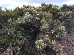 Ozothamnus reflexus