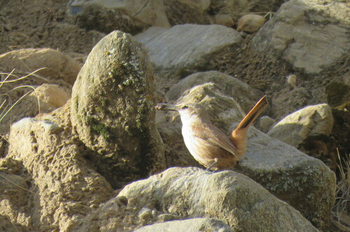 Straight-billed Earthcreeper (Ochetorhynchus ruficaudus), photo 9