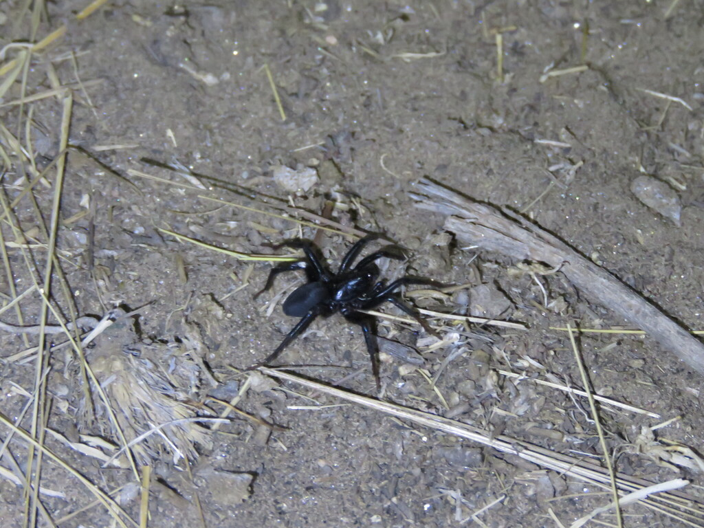 Cybaeodamus enigmaticus