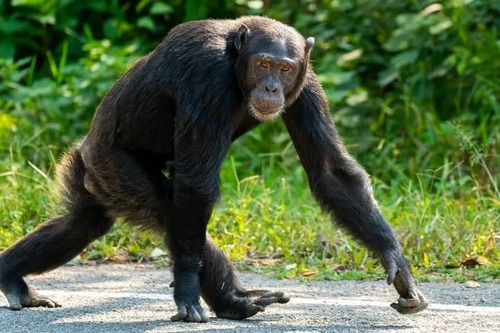 Eastern Chimpanzee