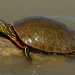 Western Painted Turtle - Photo (c) J. N. Stuart, some rights reserved (CC BY-NC-ND)
