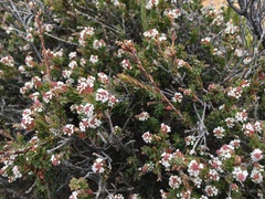 Leucopogon collinus