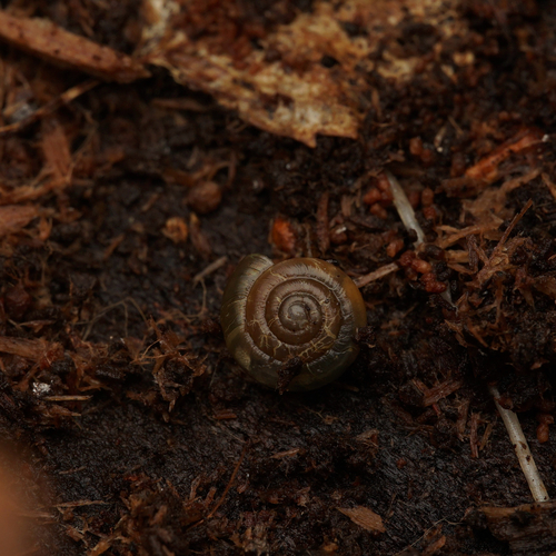 Zonitoides excavatus observed 2025-12-26