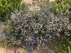 Leucopogon collinus