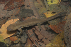 Yiwu Hynobiid photo 3
