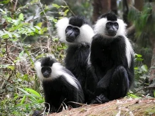 Ruwenzori Black-and-White Colobus