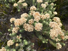 Ozothamnus reflexus