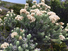 Ozothamnus reflexus