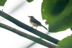 Cnemotriccus fuscatus