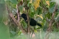 Thamnophilus cryptoleucus