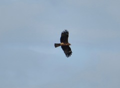 Milvus migrans lineatus