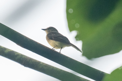 Cnemotriccus fuscatus