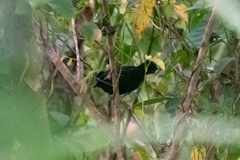 Thamnophilus cryptoleucus