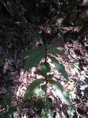 Habenaria pantlingiana