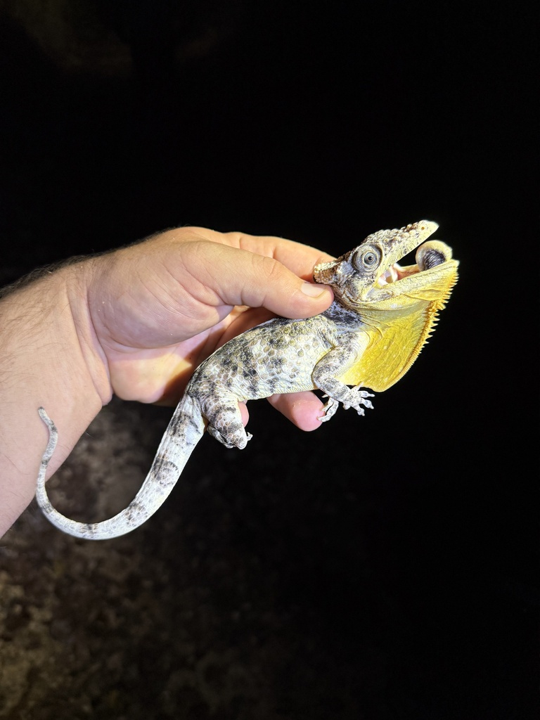 Cabo Cruz Bearded Anole
