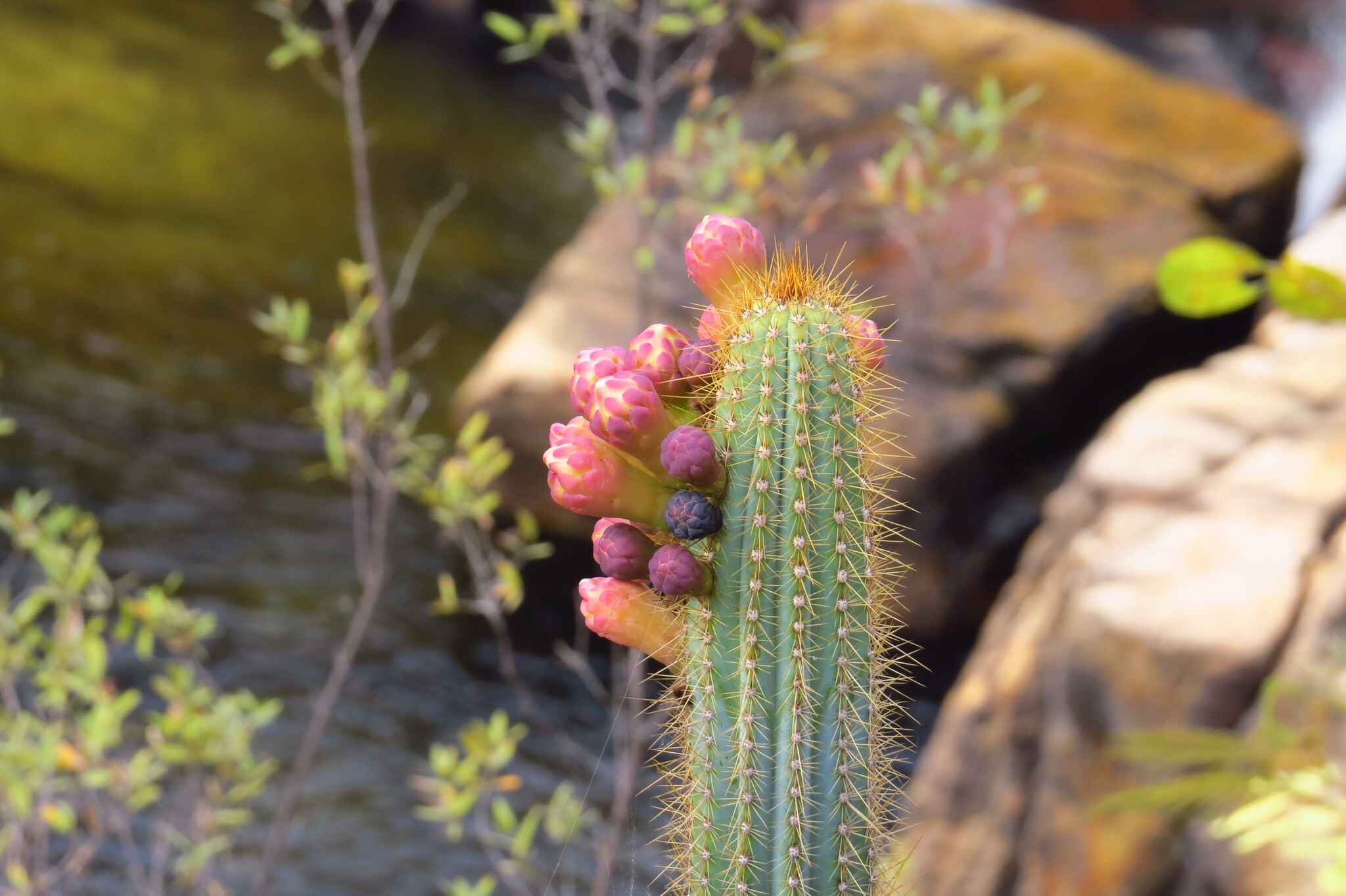Pilosocereus machrisii