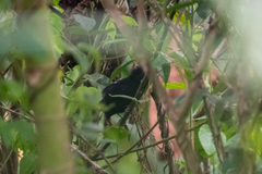 Thamnophilus cryptoleucus