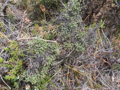 Ozothamnus scutellifolius