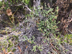 Ozothamnus scutellifolius