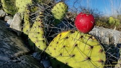 Opuntia stenopetala