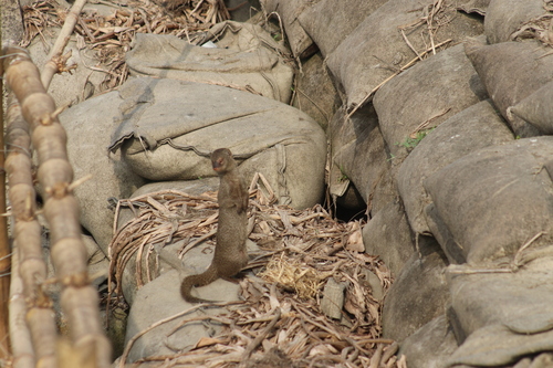 Small Indian Mongoose