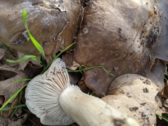Entoloma subsaundersii