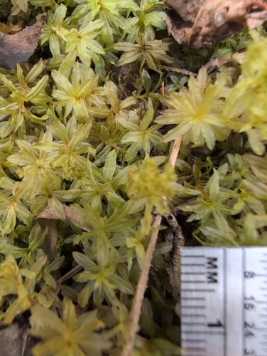 Atrichum crispum observed 2025-12-26